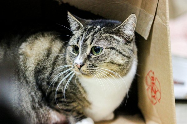 What Are the Historical Highlights of UK Sports Achievements?